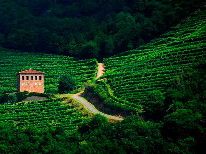 Wine-on-Camino-Francés-2