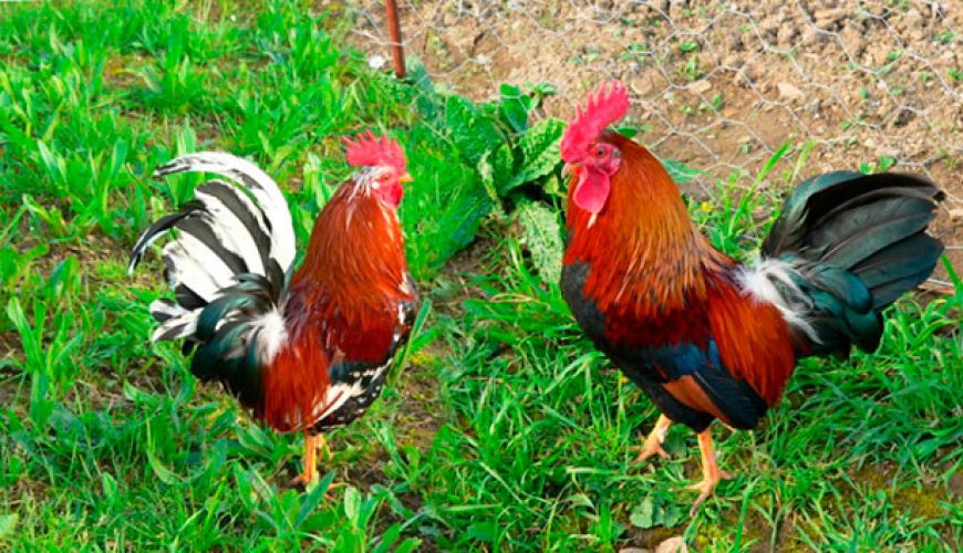 Legends on the Camino Frances: the rooster in Santo Domingo de la Calzada. Did you know it?