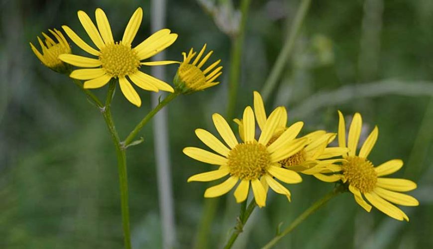 Have you seen Saint James´ wort on your Camino?